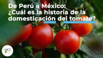 De Perú a México: ¿Cuál es la historia de la domesticación del tomate? | 446 | 16 al 22 de mayo 2022
