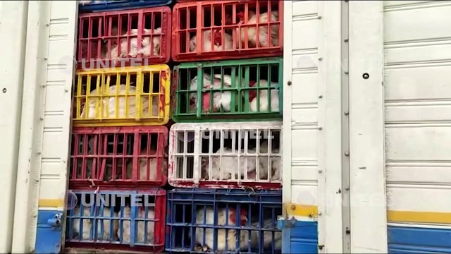 Al menos 30 pollos murieron en el bloqueo de la ruta Santa Cruz-Cochabamba