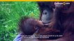 El nuevo orangután bebé en el Zoológico de Oregón en Portland lleva el nombre de la canción de Dolly Parton 'Jolene'.