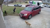 'Aggressive wolf-dog hybrid chases a FedEx driver away from her property'