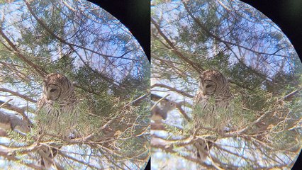 'Poor squirrel fails to see the intimidating Barred owl standing in its way '