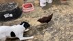 Adorable Dog Attempts To Play With Chicken