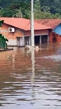 Man Rescues Stranded Dog From Floodwaters