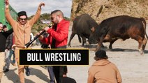 I Was the Guest of Honor at a Bull Wrestling Festival