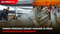 Panen Perdana Udang Vaname di Desa Pengambengan Jembrana