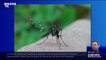 Retour du moustique-tigre: une soixantaine de départements placée en vigilance rouge