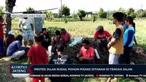 Protes Jalan Rusak, Pohon Pisang Ditanam di Tengah Jalan