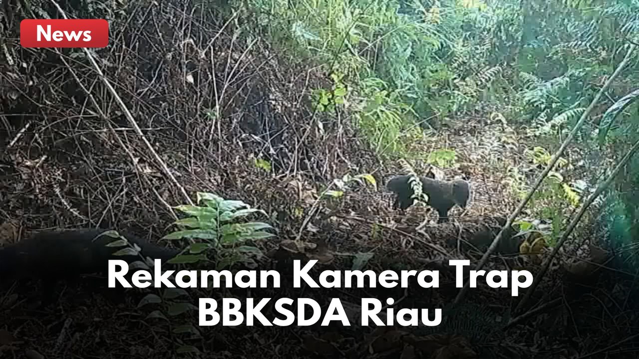 Konflik Warga Dan Harimau Sumatera ! BBKSDA Riau Pasang 7 Kamera Trap Di Lokasi Kejadian !