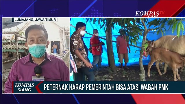 Kasus Penyakit Mulut dan Kuku pada Hewan Ternak di Lumajang Terus Bertambah
