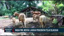 Kementerian Pertanian Tetapkan 6 Kabupaten di 2 Provinsi Terjangkit Wabah PMK