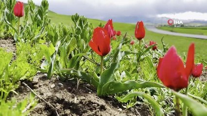 Laleler kırmızı rengiyle doğayı süslüyor