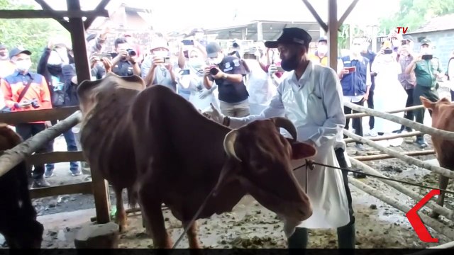 Gubernur Khofifah Sidak Peternakan Sapi di Mojokerto Antisipasi Wabah PMK