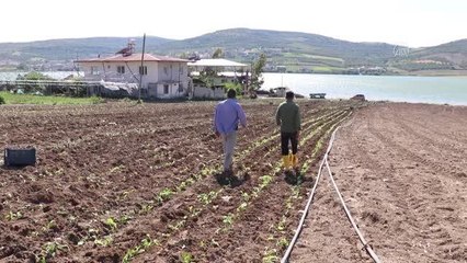 Çiftçiler tütün ekimine başladı