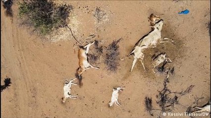 The devastating impact of drought in Kenya