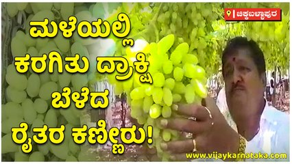 ಮಳೆಯಲ್ಲಿ ಕರಗಿತು ದ್ರಾಕ್ಷಿ-ಬೆಳೆದ ರೈತರ ಕಣ್ಣೀರು!