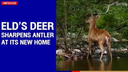 Eld’s deer sharpens antler at its new home in a wildlife sanctuary | The Nation