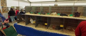 Poultry display at Balmoral Show