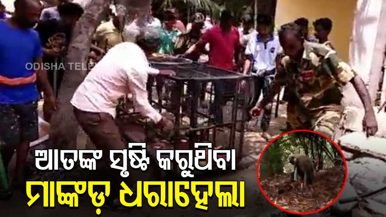Monkey caught in Jagatsinghpur for making havoc