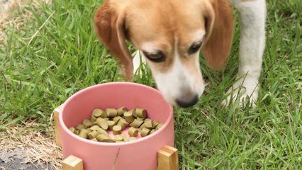 [녹색] 반려동물도 신토불이...우리 농산물로 건강 지킨다. / YTN