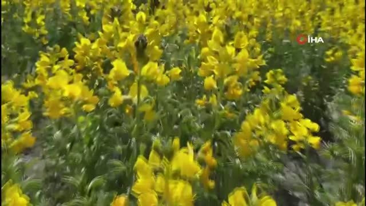 Dünyanın en değerli endemik bitki türlerinden olan bu çiçeği koparmanın cezası 109 bin TL