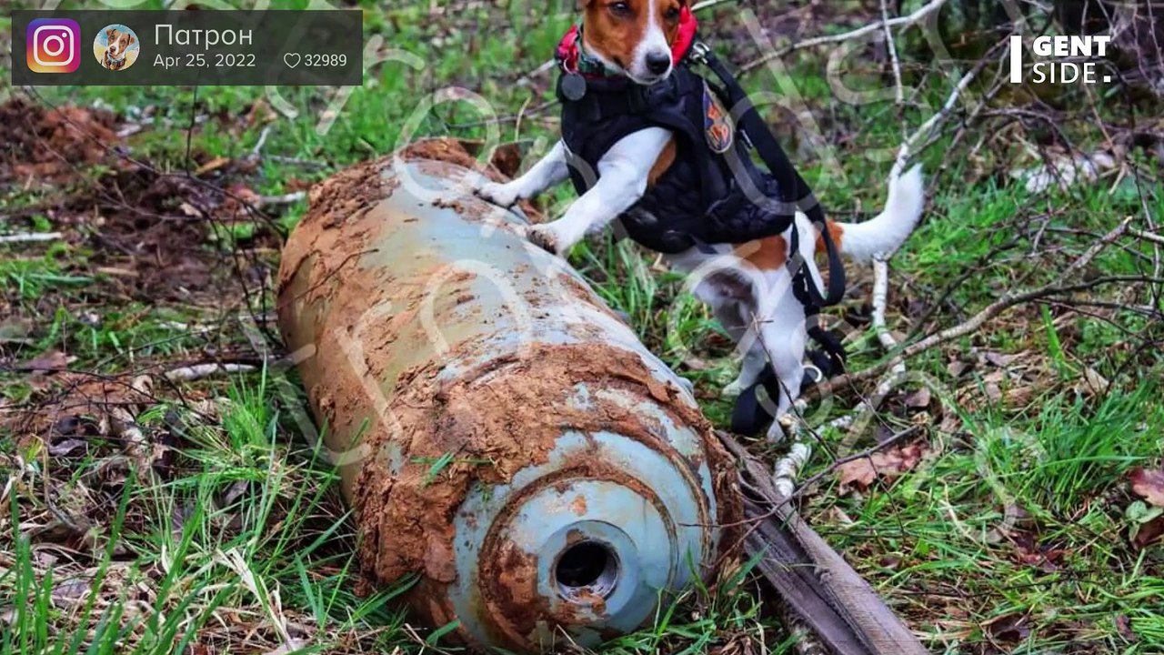 Hund wird von Präsident Selenskyj mit Tapferkeitsmedaille ausgezeichnet