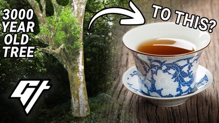 Massive 3,000 Year Old Tea Tree in China Produces Incredible Pu’er Tea