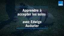 Apprendre à son chien à accepter les soins