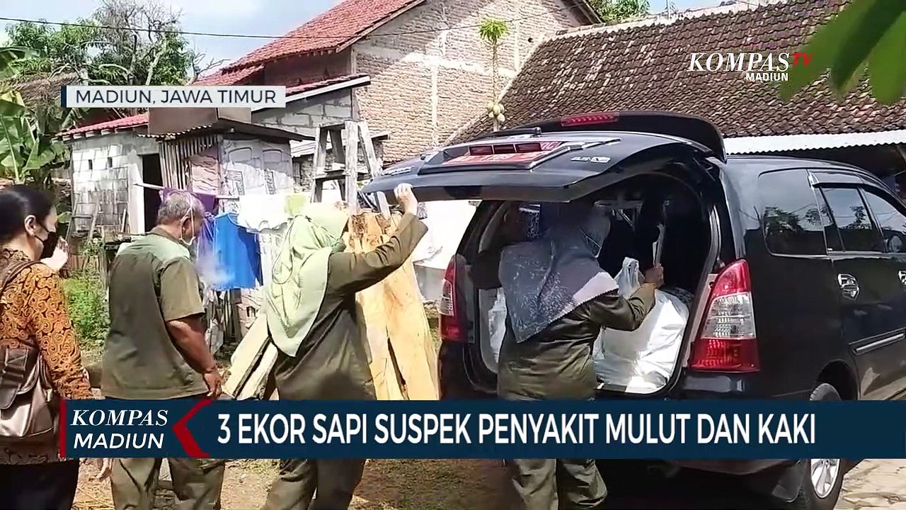3 Ekor Sapi Suspek Penyakit Mulut Dan Kaki
