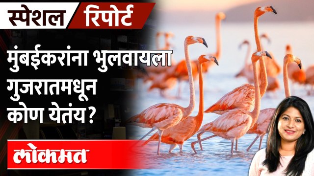 गुजरातमधून मुंबईत नेमकं कोण येतय...? खाडीतील अतिथी वैभव.... Flock of flamingos arrive in Mumbai