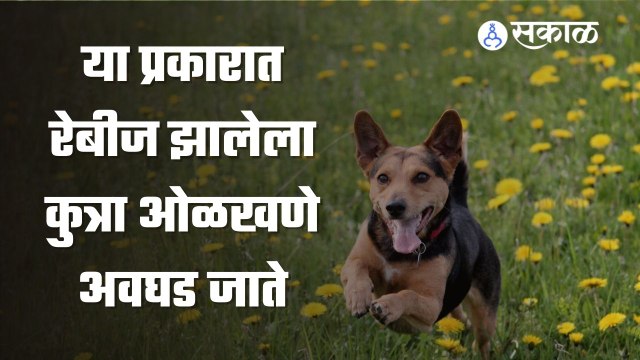 Symptoms of Rabies Disease | कुत्र्याला होणाऱ्या रेबीजचे प्रकार | Sakal Media |