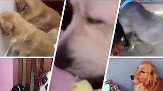 The Guilty Dogs - funny videos NUMERO 36