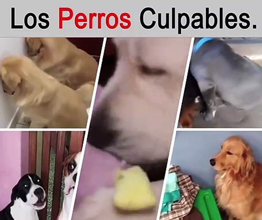 The Guilty Dogs - funny videos NUMERO 36