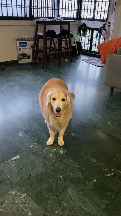 Sitting Dog Starts to Slide