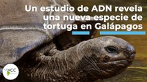 Un estudio de ADN revela una nueva especie de tortuga en Galápagos | 447 | 16 al 22 de mayo 2022
