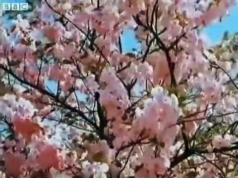 Telly Savalas - aka Kojak - looks at Birmingham in 1981