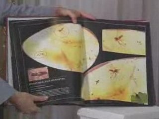 Les Fossiles Refutent La Theorie De L'evolutiın 2