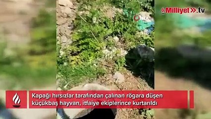 İtfaiye ekipleri rögara düşen küçükbaş hayvan için seferber oldu