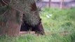 Four North American black bear cubs emerge from den for first time at Woburn Safari Park