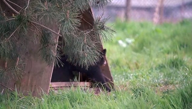 Four North American black bear cubs emerge from den for first time at Woburn Safari Park
