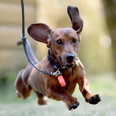 Neue Studie zeigt: Hundebesitzer sind glücklicher als Menschen ohne Haustier