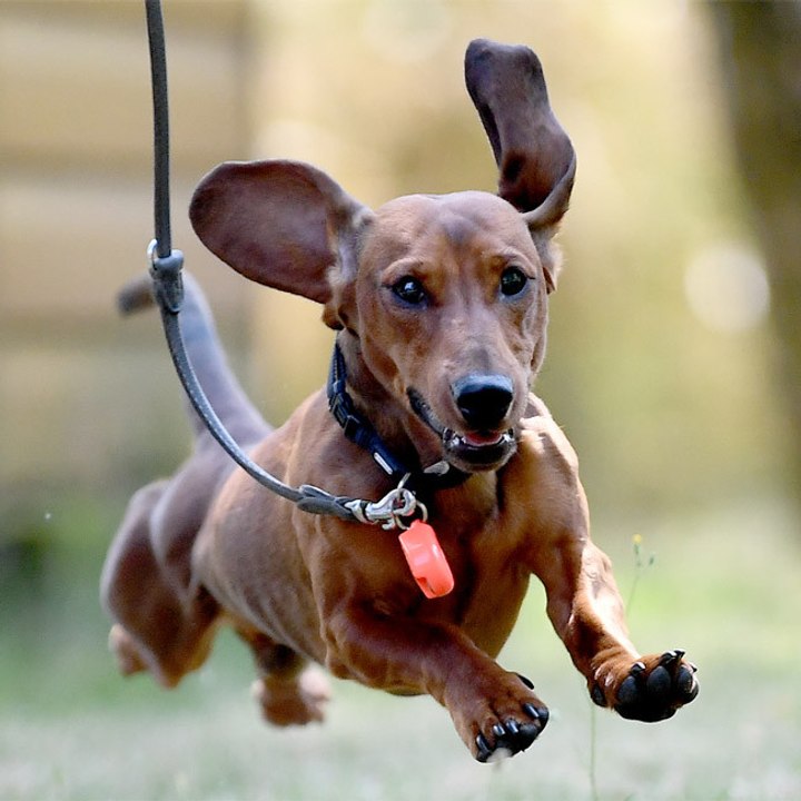 Neue Studie zeigt: Hundebesitzer sind glücklicher als Menschen ohne Haustier