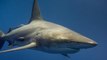 Defensores de los animales emprenden lucha por la protección de tiburones en Costa Rica