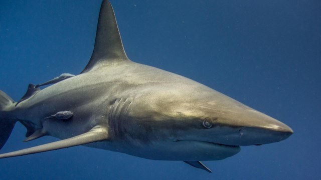Defensores de los animales emprenden lucha por la protección de tiburones en Costa Rica