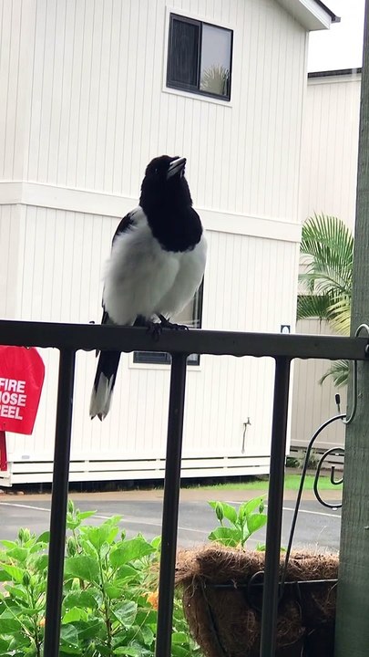 Butcherbird Mimics Other Bird Calls