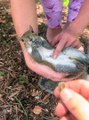 Romeo the Squirrel Loves Being Held While Eating and Being Pet