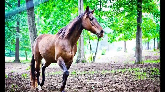 Puiu Nastase -amintire cu haiduci