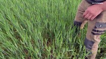 Agricultores franceses a contas com a seca