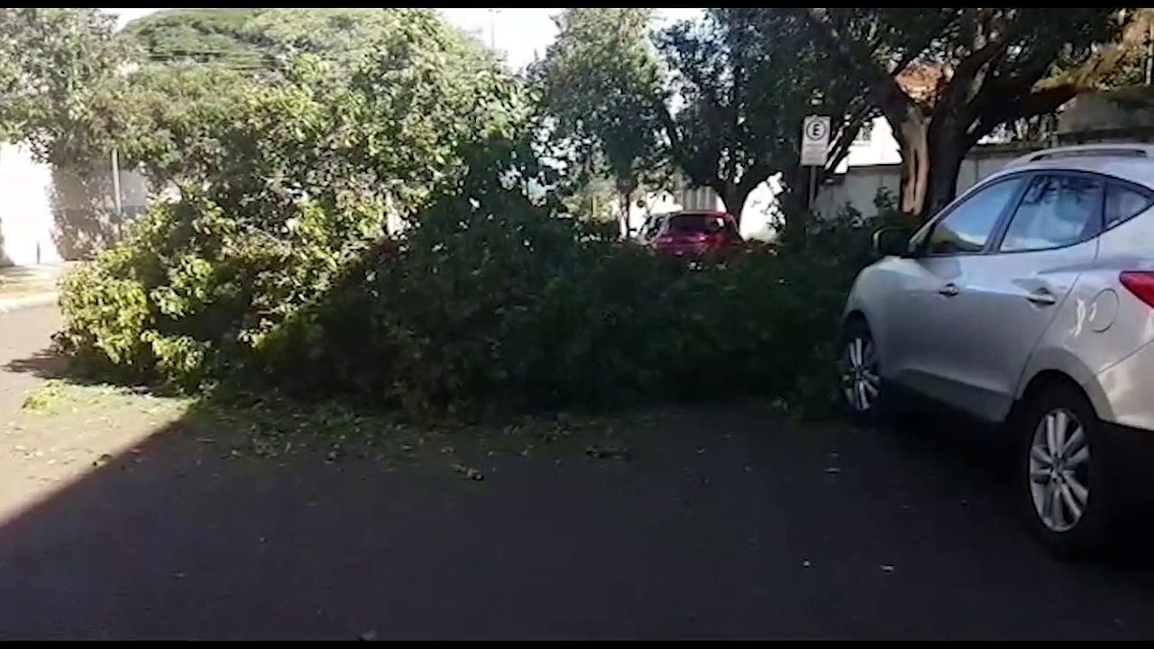 Queda de galho de árvore deixa Rua Marechal Deodoro parcialmente interditada