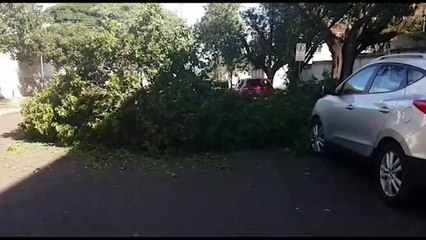 Queda de galho de árvore deixa Rua Marechal Deodoro parcialmente interditada