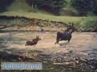 Wildlife and Geysers of Yellowstone